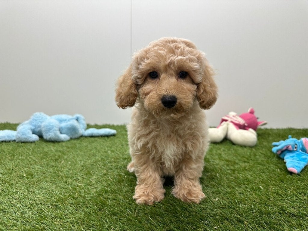 Chiots Maltipoo, Hépatite contagieuse (maladie de Rubarth), Plusieurs, Belgique, Plusieurs animaux