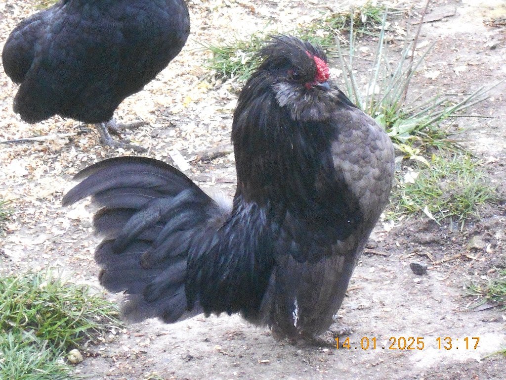 barbes watermael - jeunes poules - 12€ - coq - 5€, Animaux & Accessoires, Plusieurs animaux, Oiseau chanteur sauvage