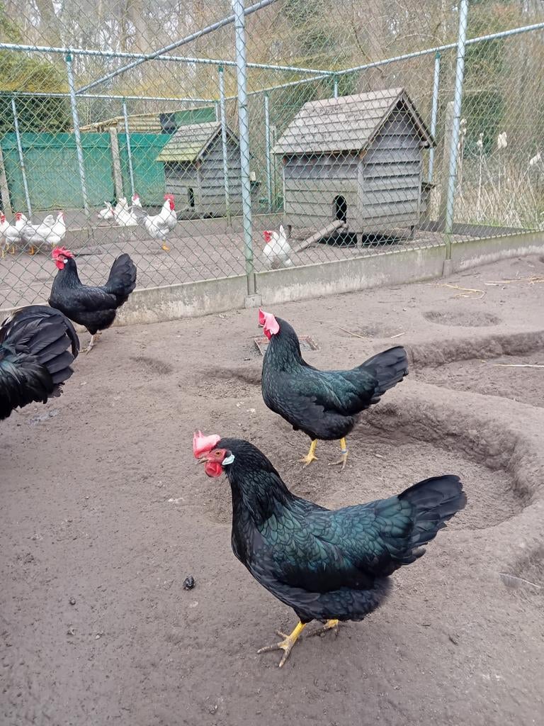 Tekoop  broedeieren  van  zwarte leghorn, Dieren en Toebehoren