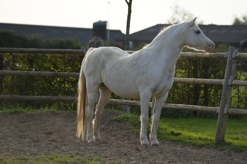 Welsh merrie, Dieren en Toebehoren, Merrie, Met stamboom, C pony (1.27m tot 1.37m), Onbeleerd