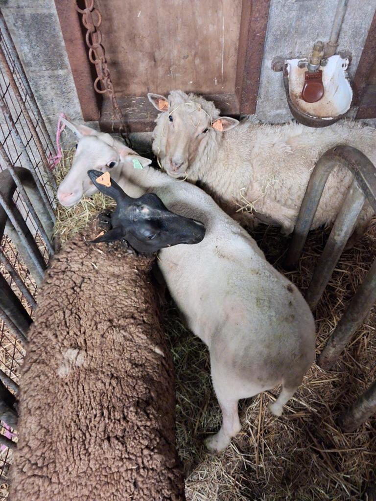 Schapen zware ooien., Dieren en Toebehoren, Schapen, Geiten en Varkens, Vrouwelijk, Schaap, 0 tot 2 jaar