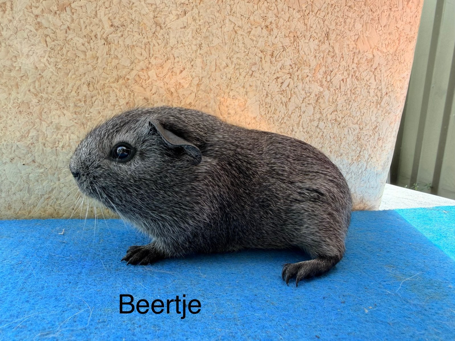2 zilveragouti beertjes, Animaux & Accessoires, Rongeurs, Juin, Mâle, Cobaye