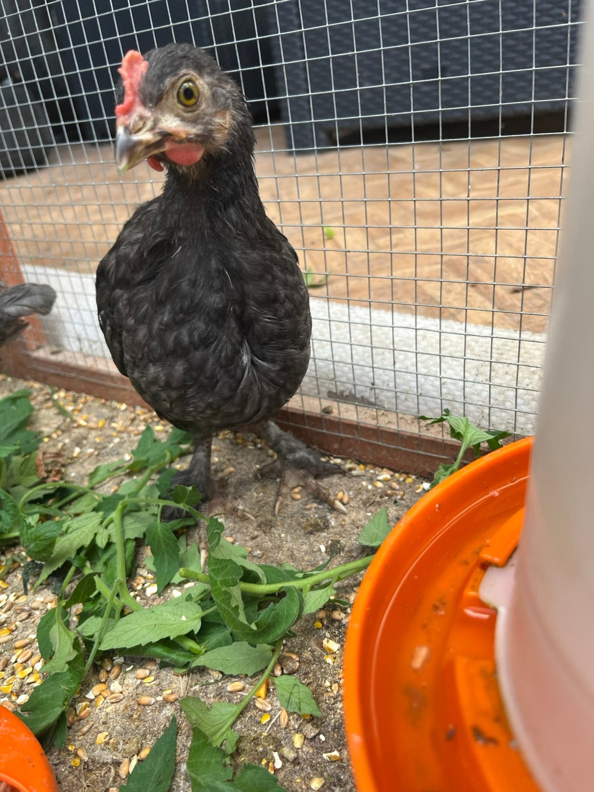 Poussins, Plusieurs animaux, Poule ou poulet