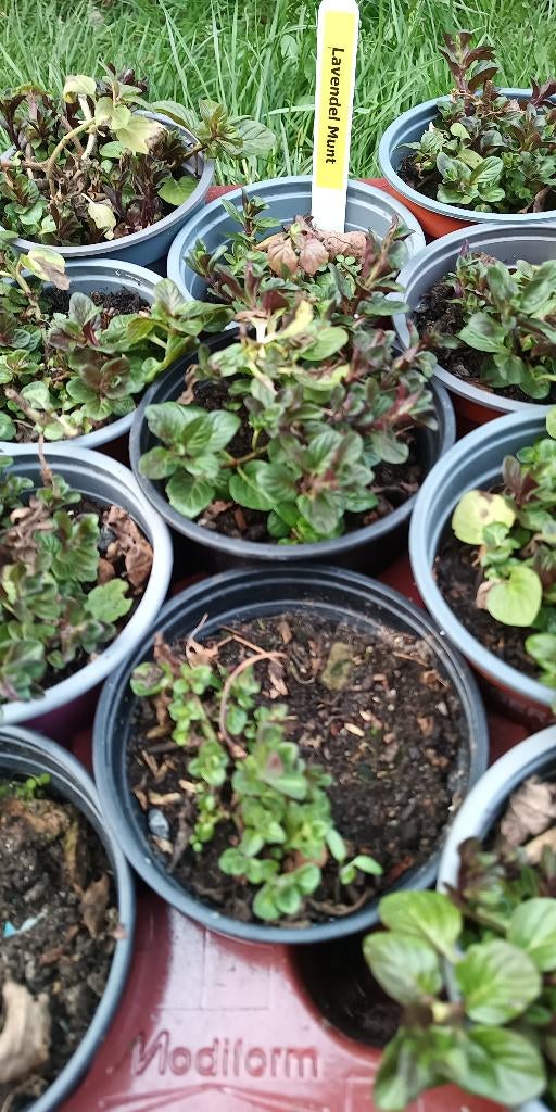 Menthe lavande, Jardin & Terrasse, Enlèvement ou Envoi, Herbes, Été, Plante fixe