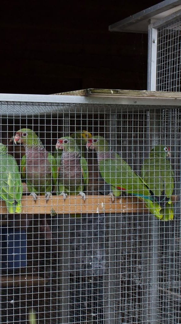 1-3 amazona vinacea 2025/2026 te koop, Plusieurs animaux, Perroquet, Bagué