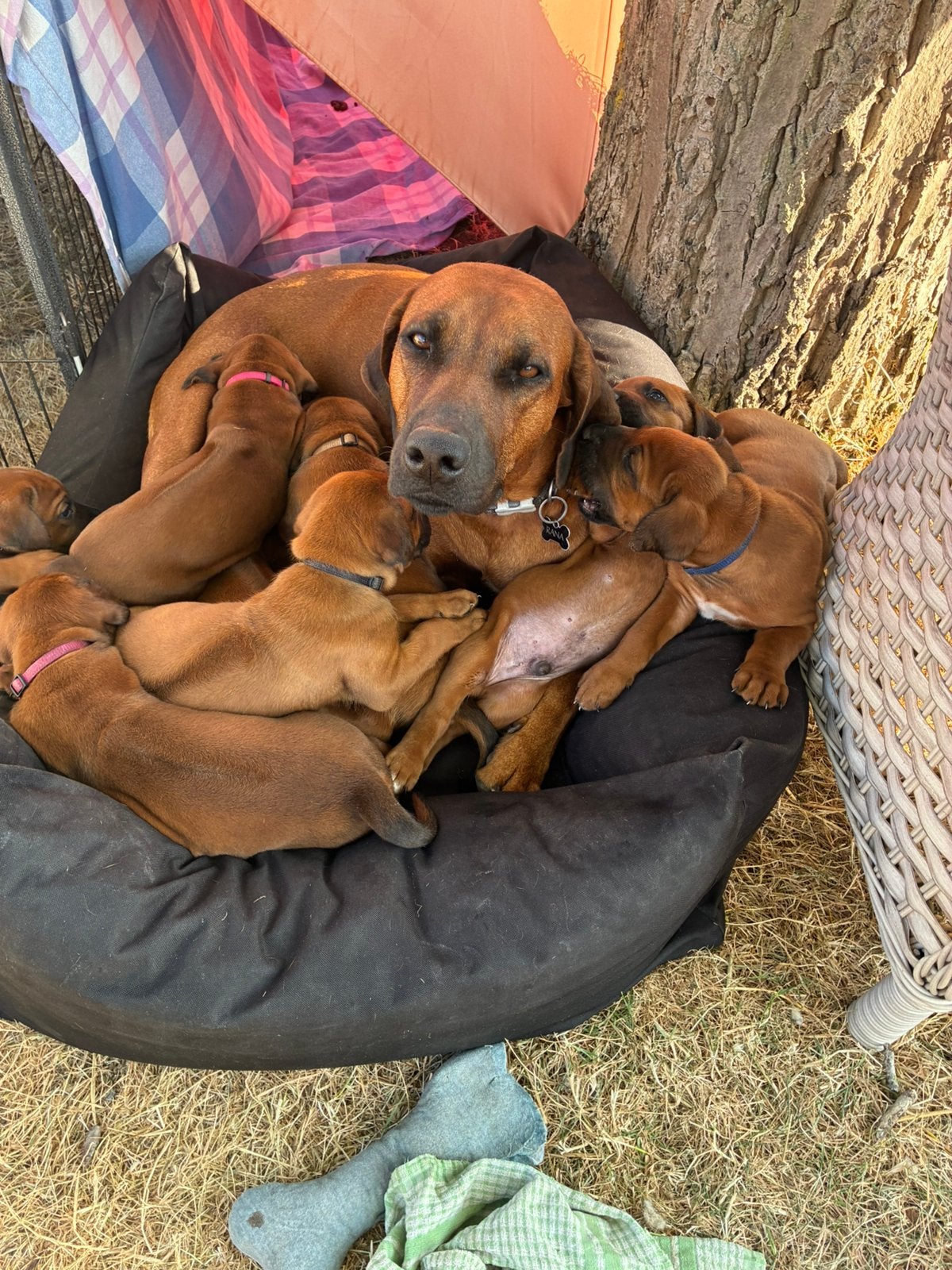 Rhodesian Ridgeback puppies te koop, België, Fokker | Hobbymatig, Overige rassen, 8 tot 15 weken
