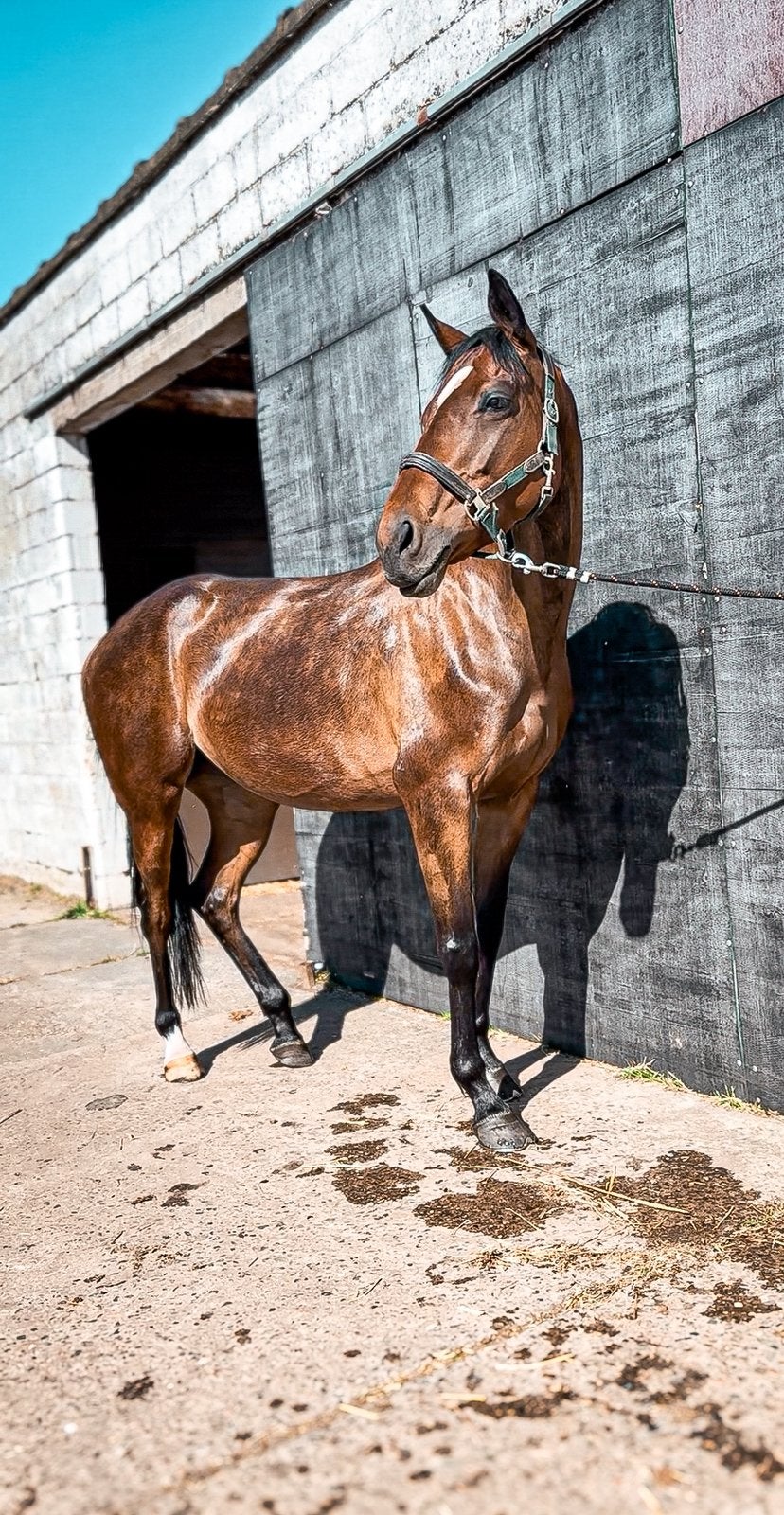 weidemaatje/gezelschapspaard/coachingpaard., Merrie, Zadelmak, 7 tot 10 jaar, Recreatiepaard