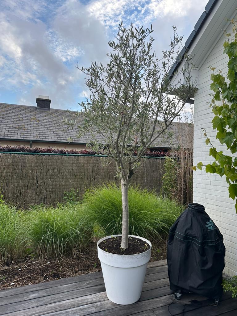 Olijfboom, Tuin en Terras, Planten | Bomen, Ophalen, Olijfboom
