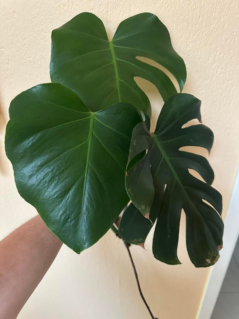 Monstera Deliciosa snijden, Huis en Inrichting, Kamerplanten, Ophalen, Overige soorten, Halfschaduw, Minder dan 100 cm