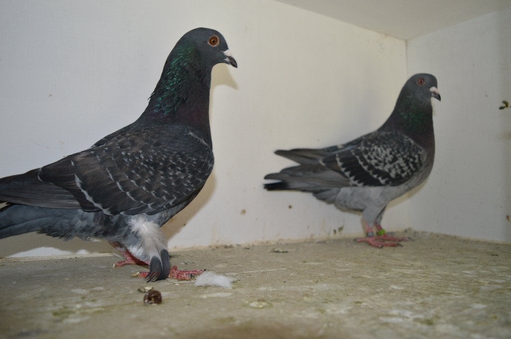 kleurpostduiven, Dieren en Toebehoren, Vogels | Duiven, Postduif