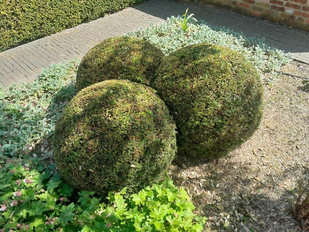 taxusbollen, Enlèvement