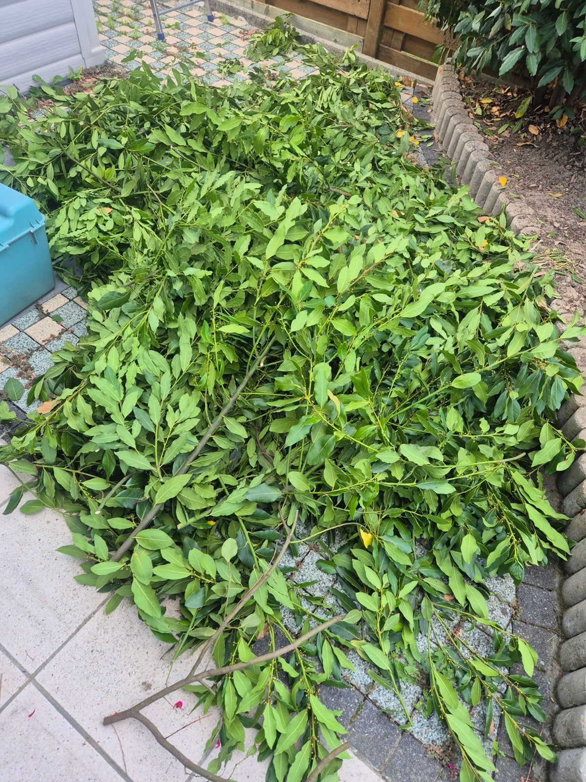 keukenlaurier laurier, Tuin en Terras, Ophalen, Laurier