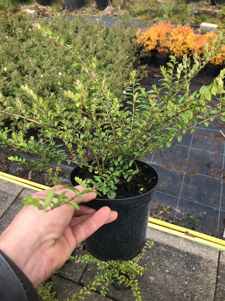 Tuinplanten, bomen, fruitbomen, Tuin en Terras, Ophalen