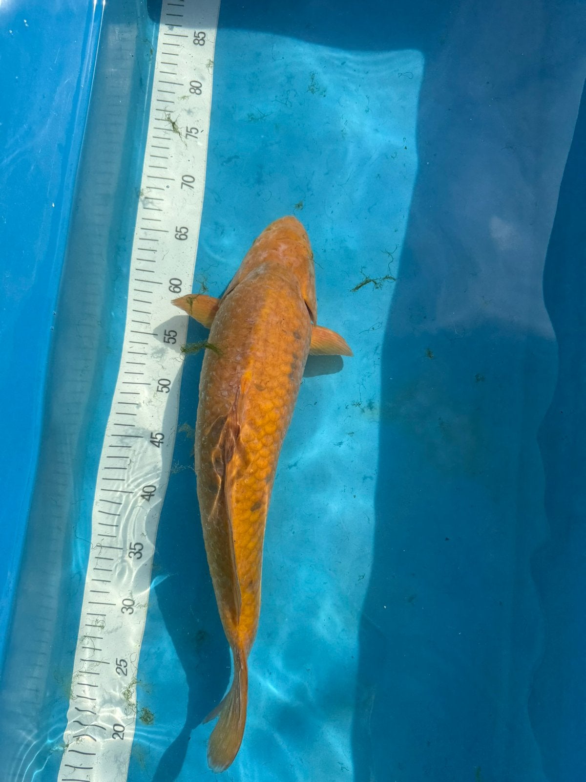 Japanse Chagoi Koi ( Vrouwelijk, ca. 45 cm) - Kim's Koi, Dieren en Toebehoren, Vissen | Vijvervissen