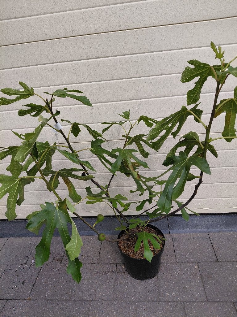 Ficus Carica Miss Figgy, Ophalen