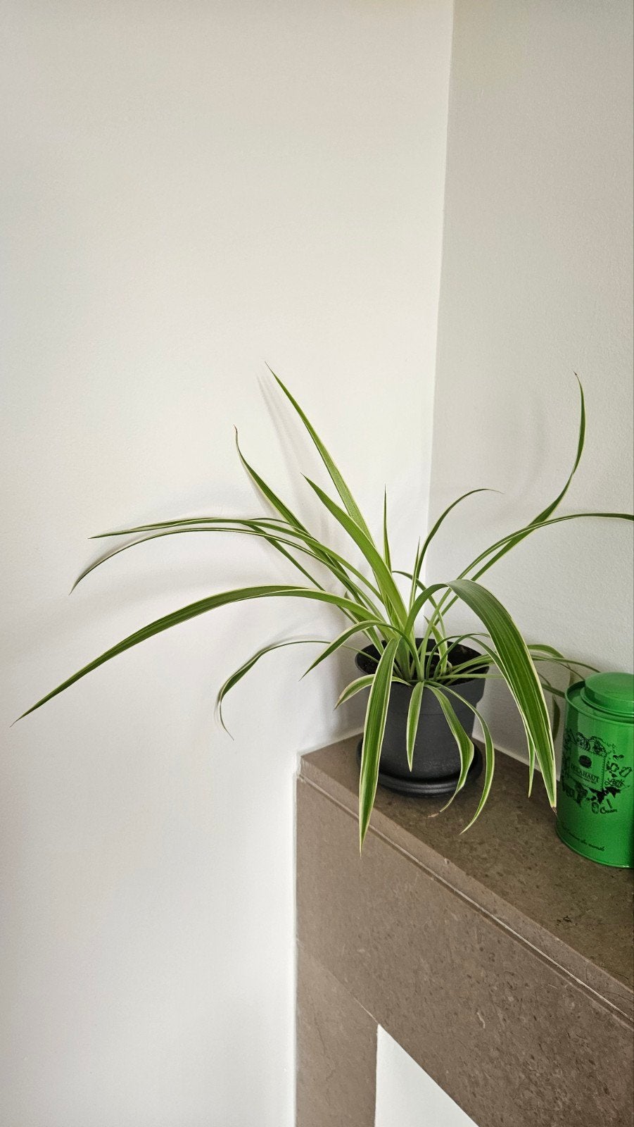 2 plantes araignée à donner, Enlèvement