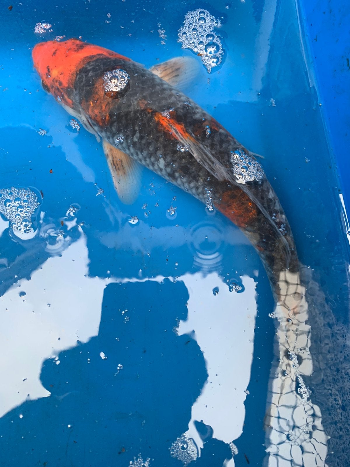 Mooie koi’ s bieden, Dieren en Toebehoren, Vissen | Vijvervissen, Karper of Koi