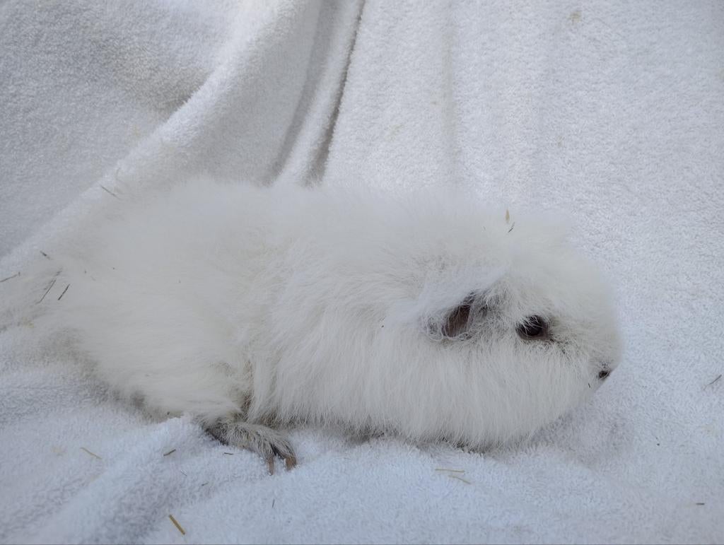Ch Teddy cavia beer te koop, Avril, Mâle, Cobaye