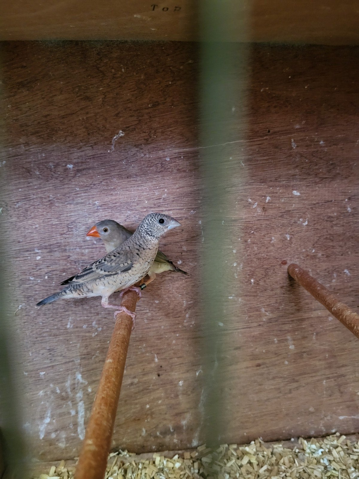 Bandvinken, Dieren en Toebehoren, Vogels | Overige Vogels, Geringd