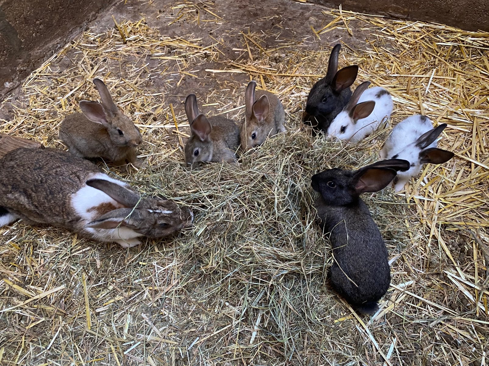 Jonge konijnen te koop., Plusieurs animaux, Taille moyenne, 0 à 2 ans