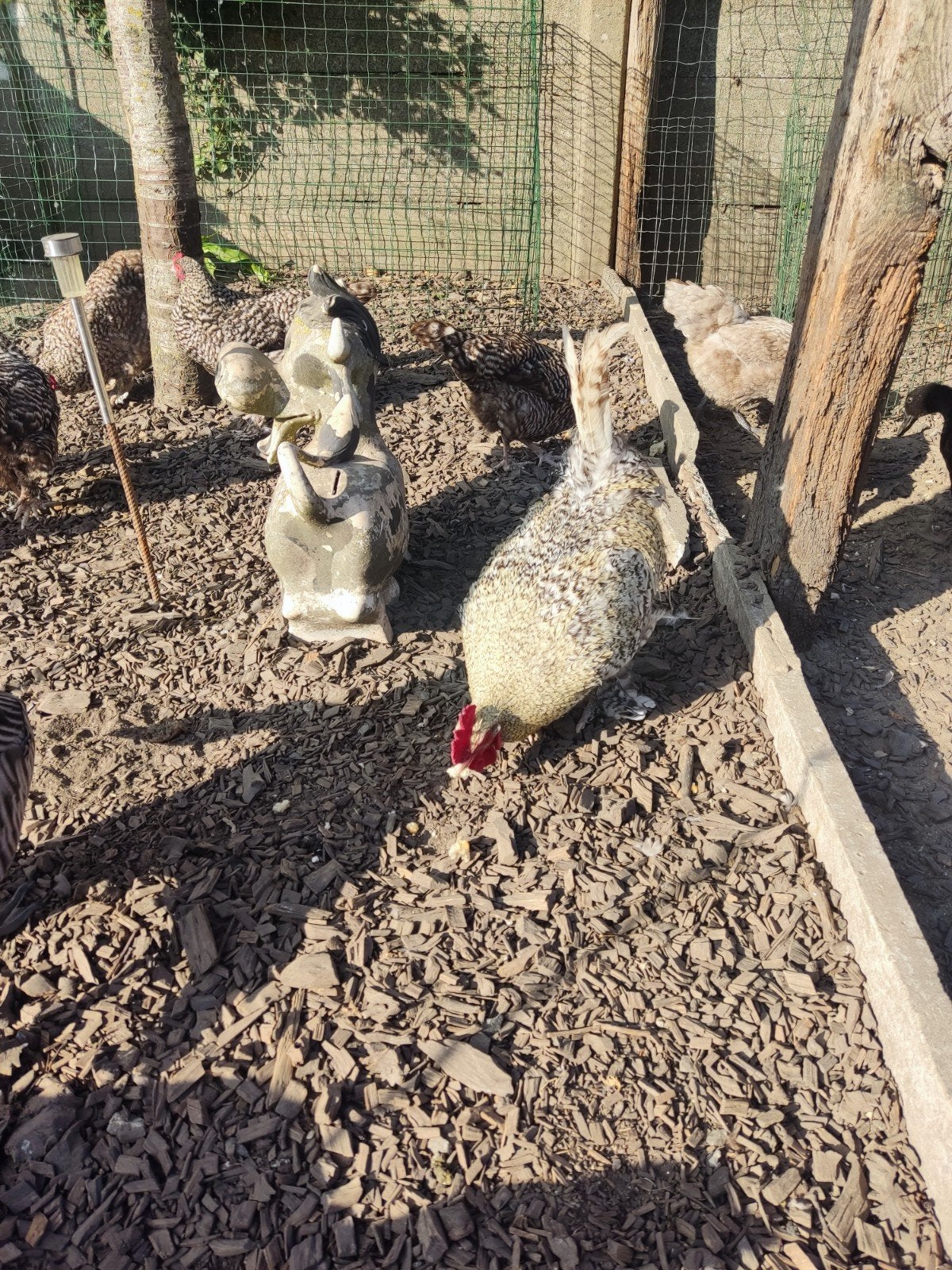 Mechelse koekoek hennen  en haan, Dieren en Toebehoren, Pluimvee