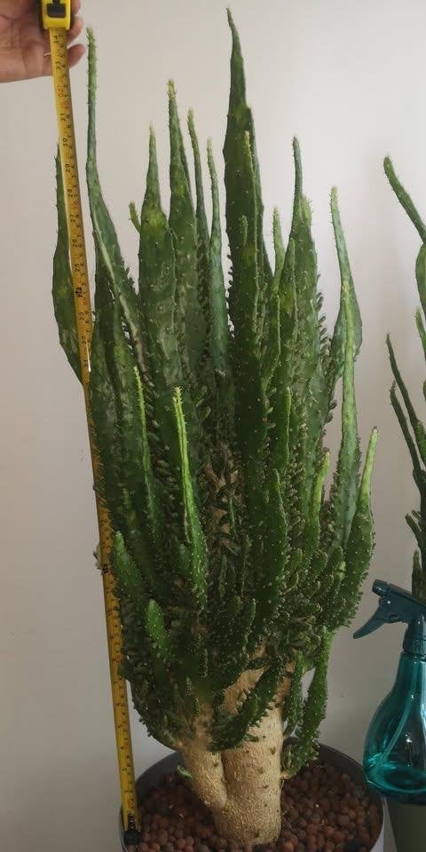 Un beau grand cactus 90 cm haut se porte bien, Enlèvement, Cactus
