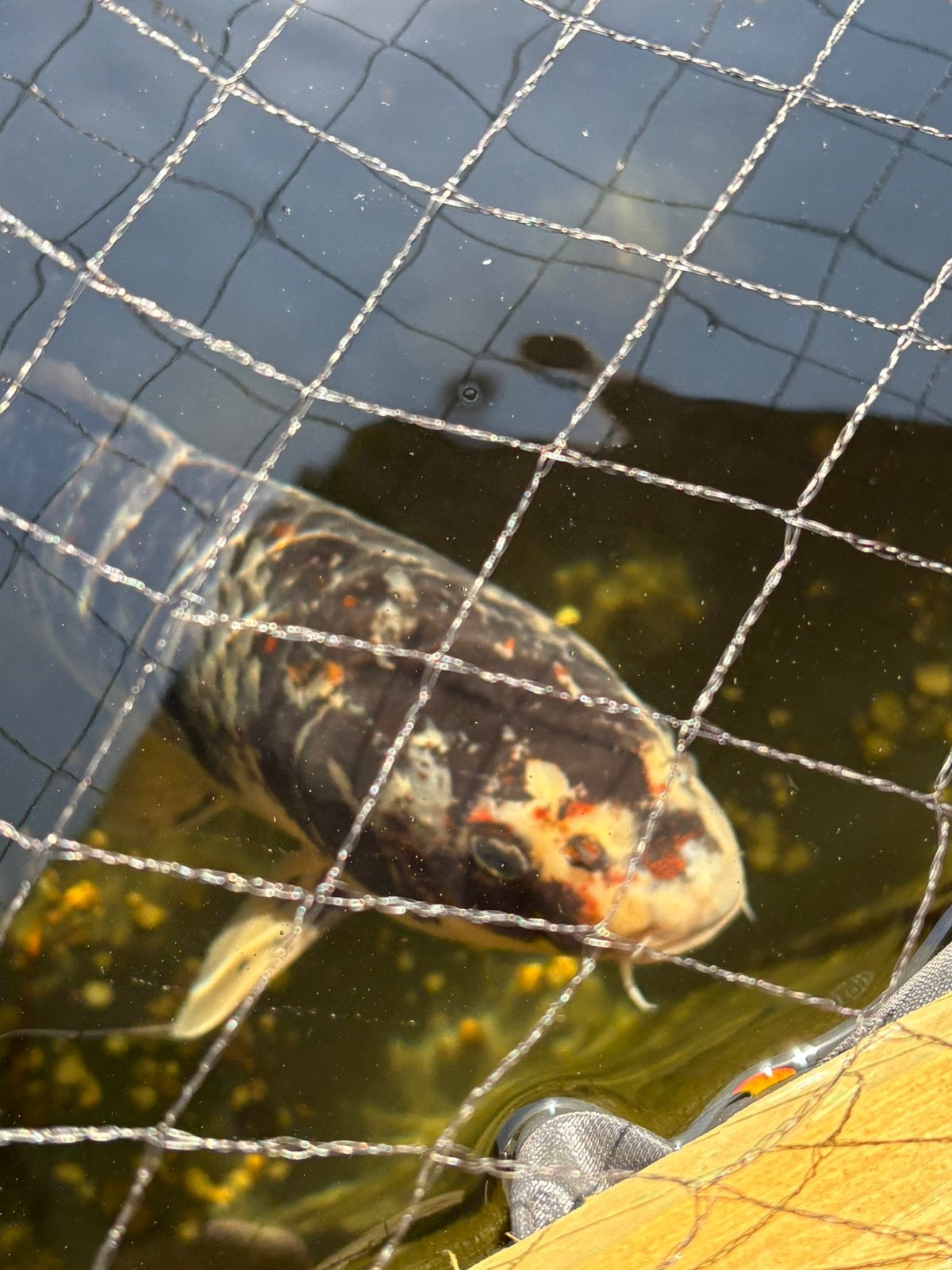 Japanse koi +- 50cm, Karper of Koi