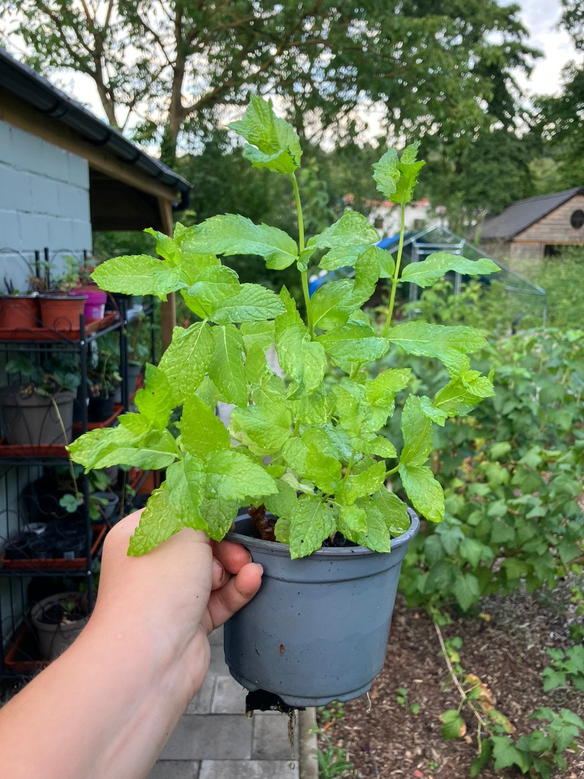 Muntplantjes, Tuin en Terras, Ophalen