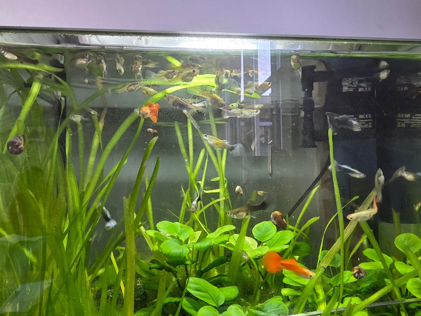 jonge guppy  4-5maand