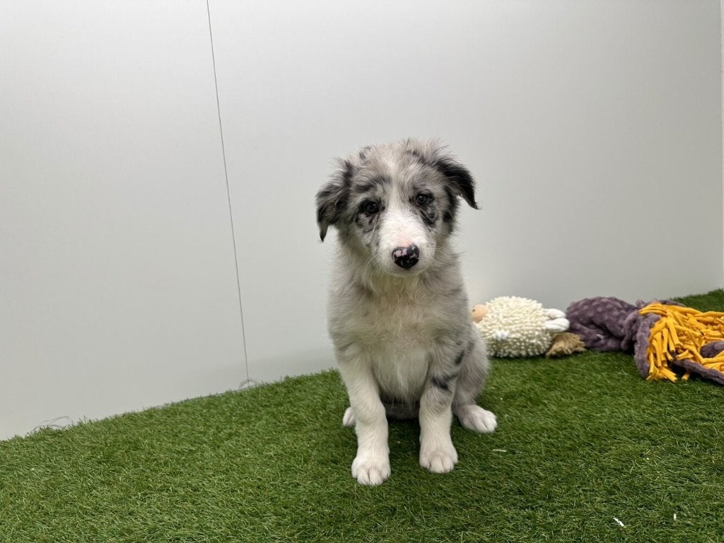 Chiots Border Collie