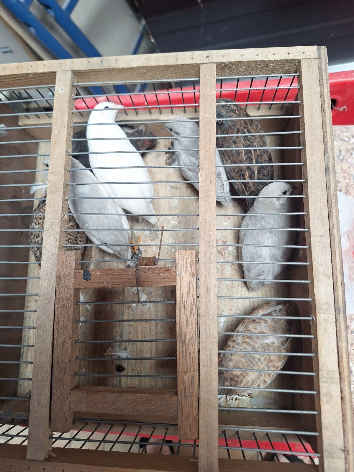 Chinees kwartel, Dieren en Toebehoren