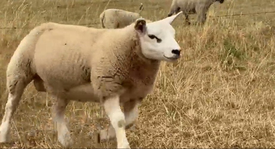 Texel Français, Animaux & Accessoires, Mâle, Mouton, 0 à 2 ans