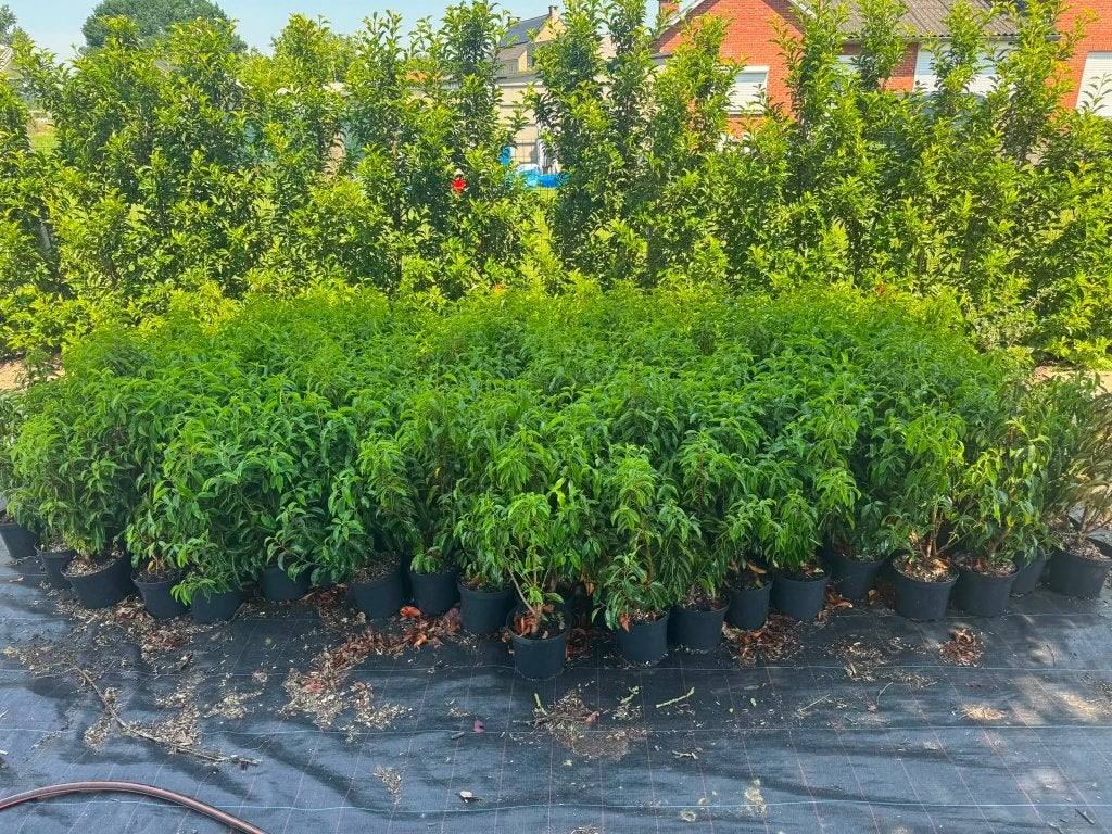 prunus lusitanica   portugese laurier, Ophalen, Laurier, Haag, Minder dan 100 cm
