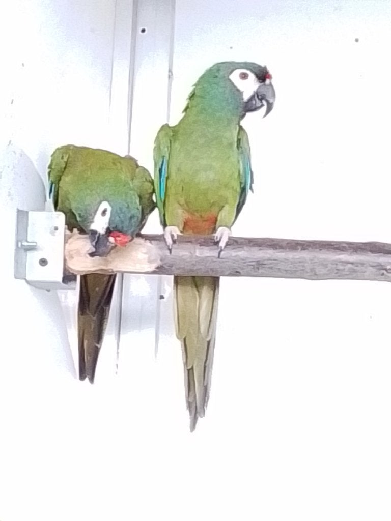 Ara maracana, Meerdere dieren, Papegaai, Geringd