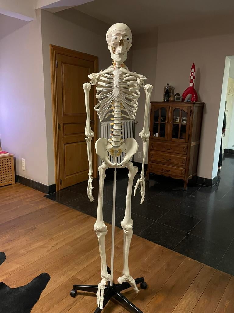 Anatomisch skelet, Ophalen, Nieuw