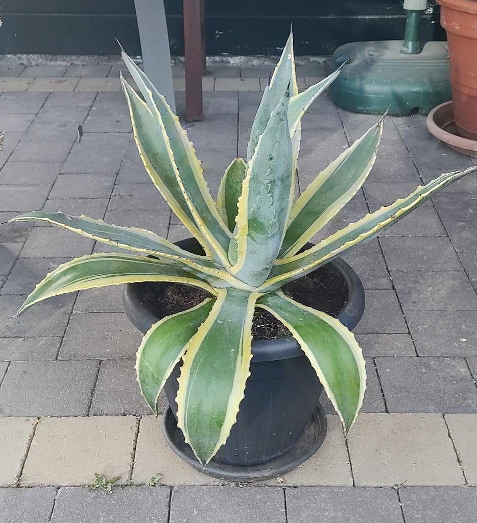 Agave Americana, Volle zon, Vaste plant, Bloeit niet, Ophalen