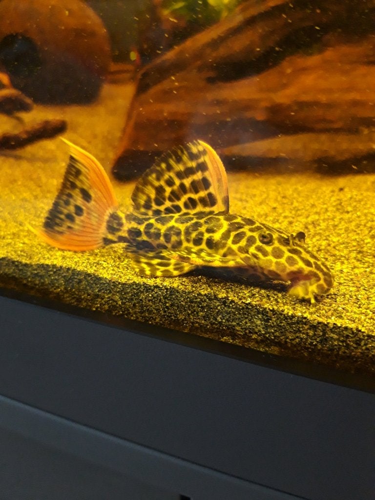 l114 . 12/14 cm, Poisson, Poisson d'eau douce