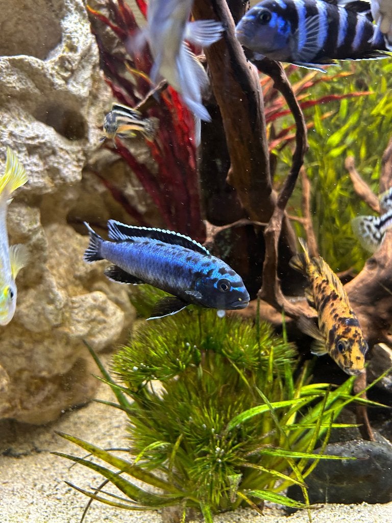 Malawi Cichliden - Melanochromis Auratus (Gouden Mbuna), Vis, Zoetwatervis