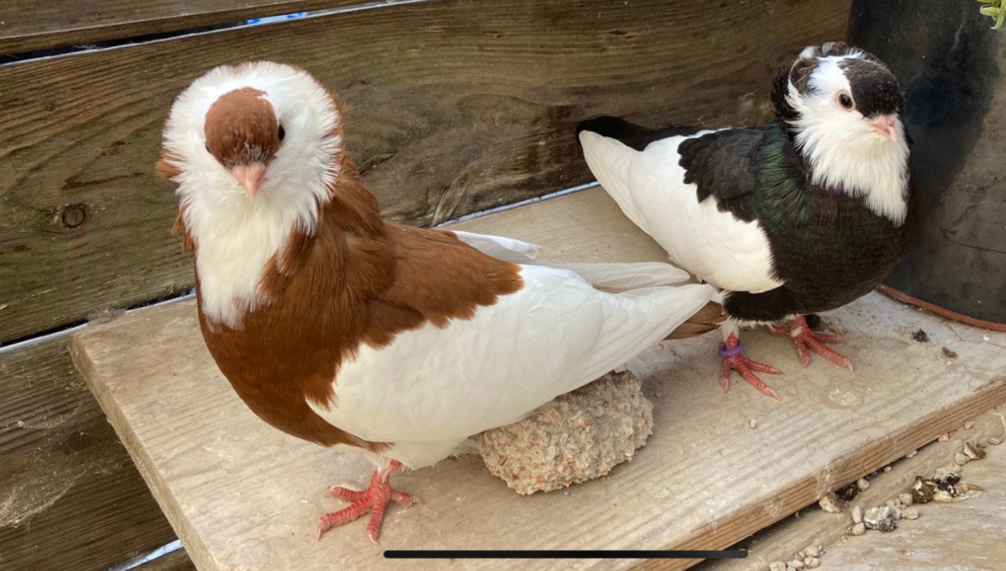 Sierduiven Felegyhazer 6 jongen, Meerdere dieren, Overige soorten