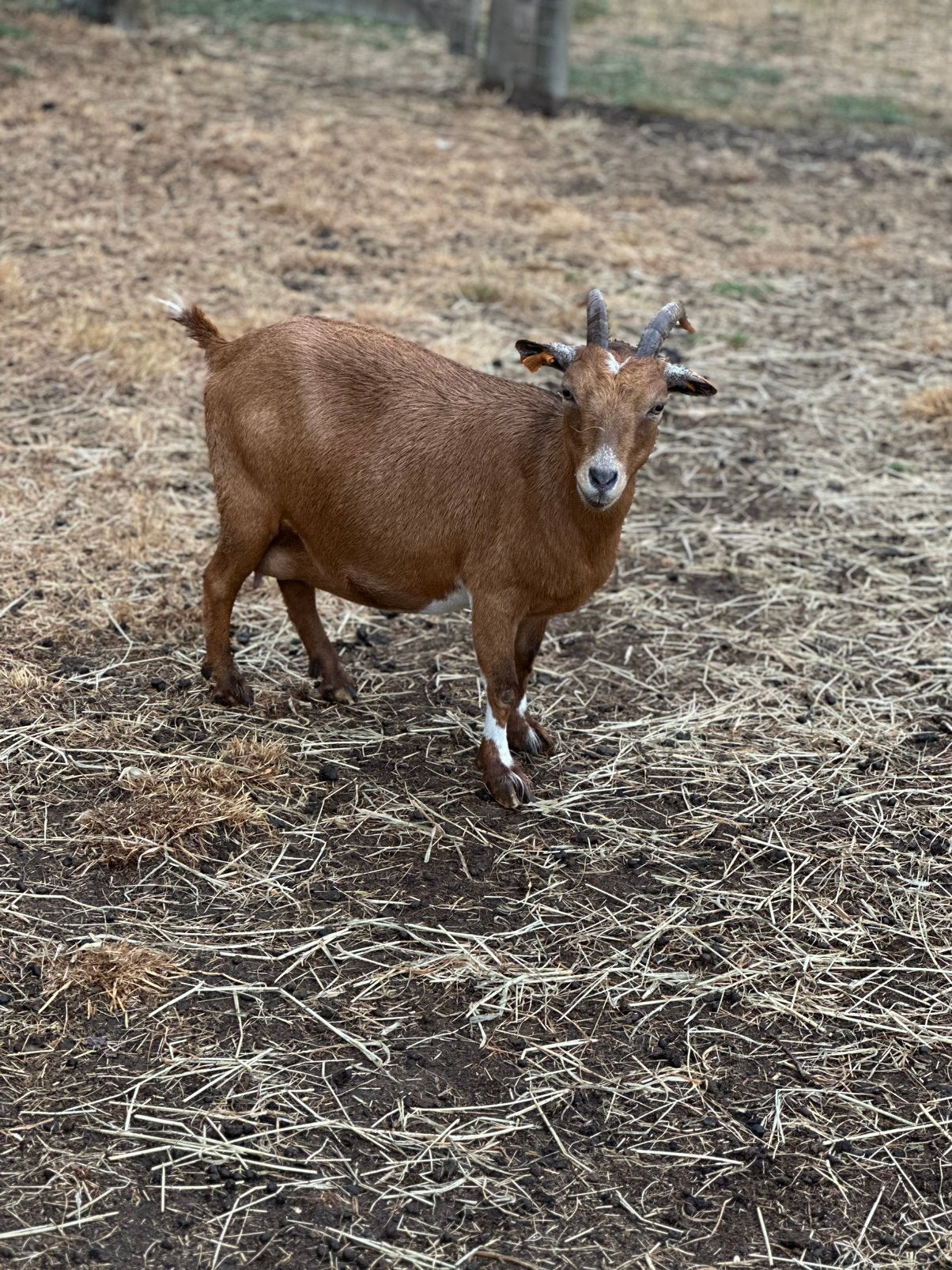 Dwerggeit abrikoos met 2 lammetjes, Dieren en Toebehoren, Vrouwelijk, Geit, 0 tot 2 jaar