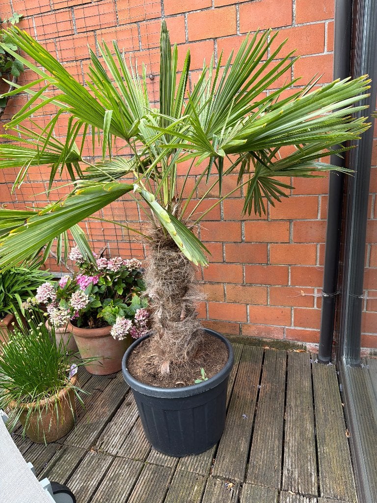 Palmboom, Jardin & Terrasse, Plantes | Arbres, Enlèvement, En pot, Palmier, 100 à 250 cm