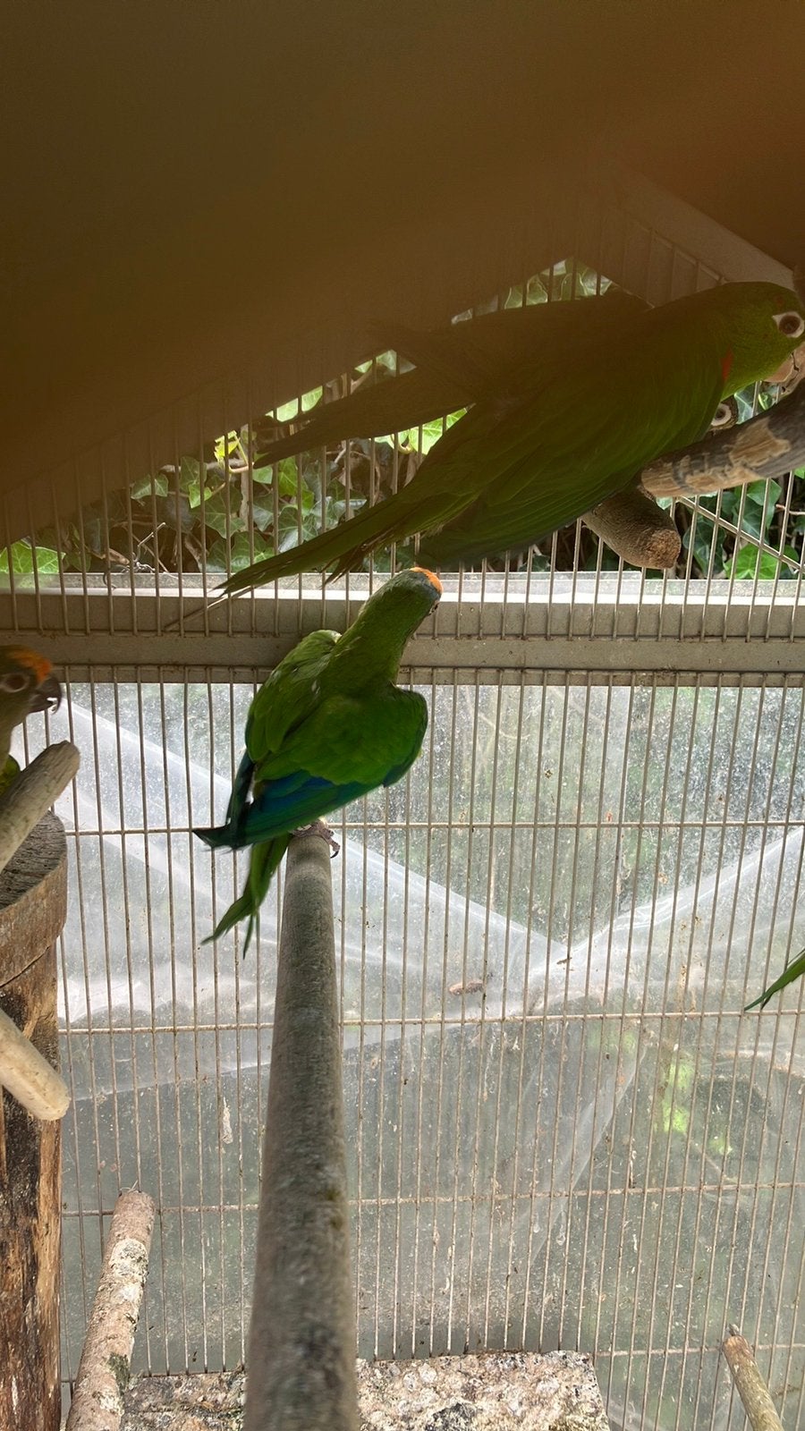 LAATSTE 3 PAPEGAAIEN 100 EURO/VOGEL OF RUILEN, Dieren en Toebehoren, Meerdere dieren, Papegaai