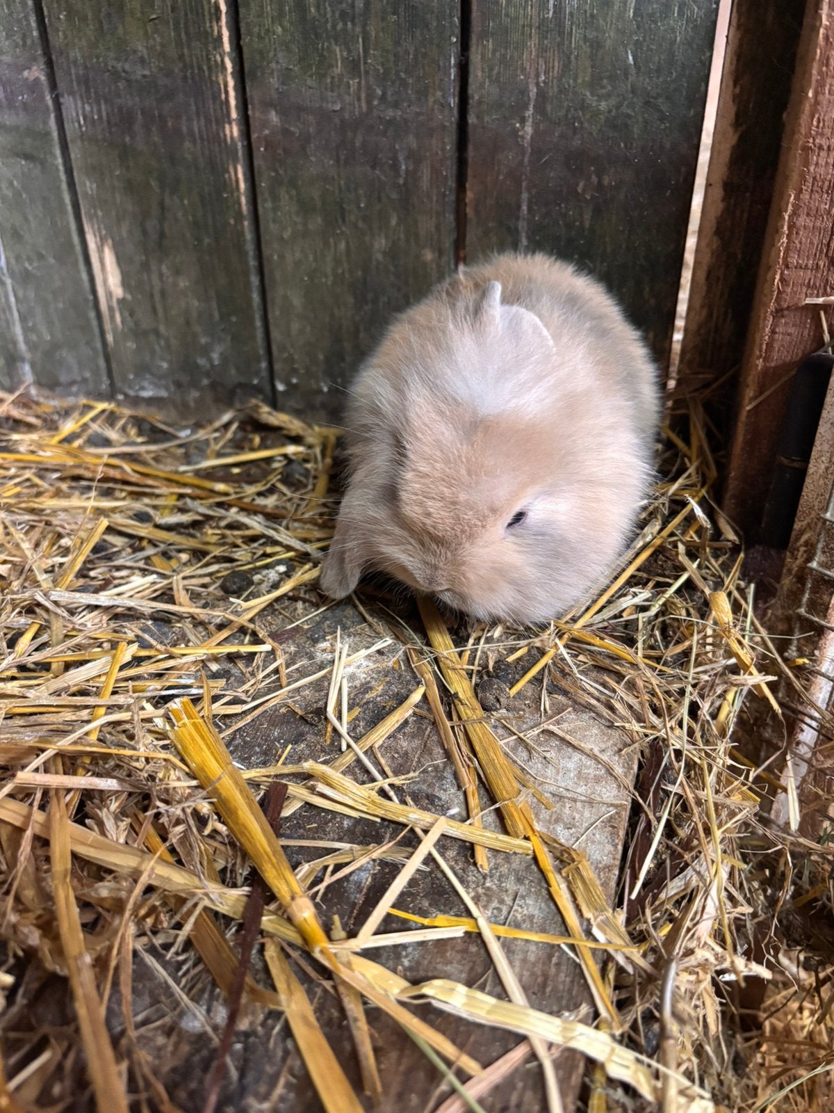 Hangoortjes, Animaux & Accessoires, Rongeurs, Juin, Domestique, Autres types, Plusieurs animaux