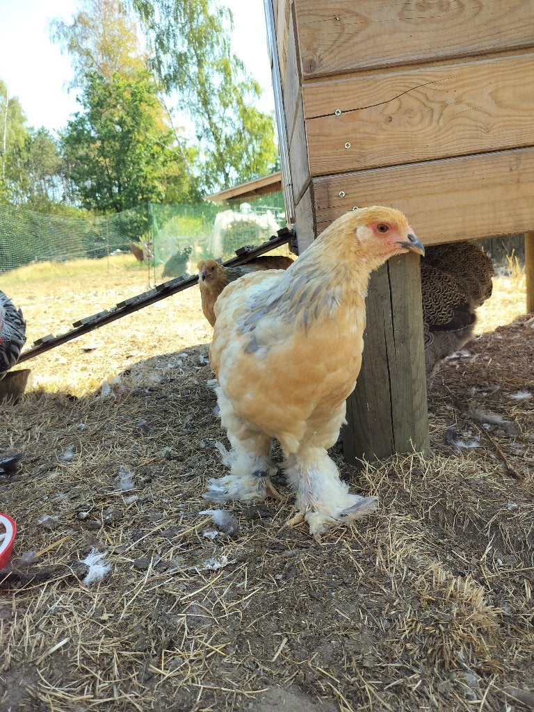Brahma buff columbia