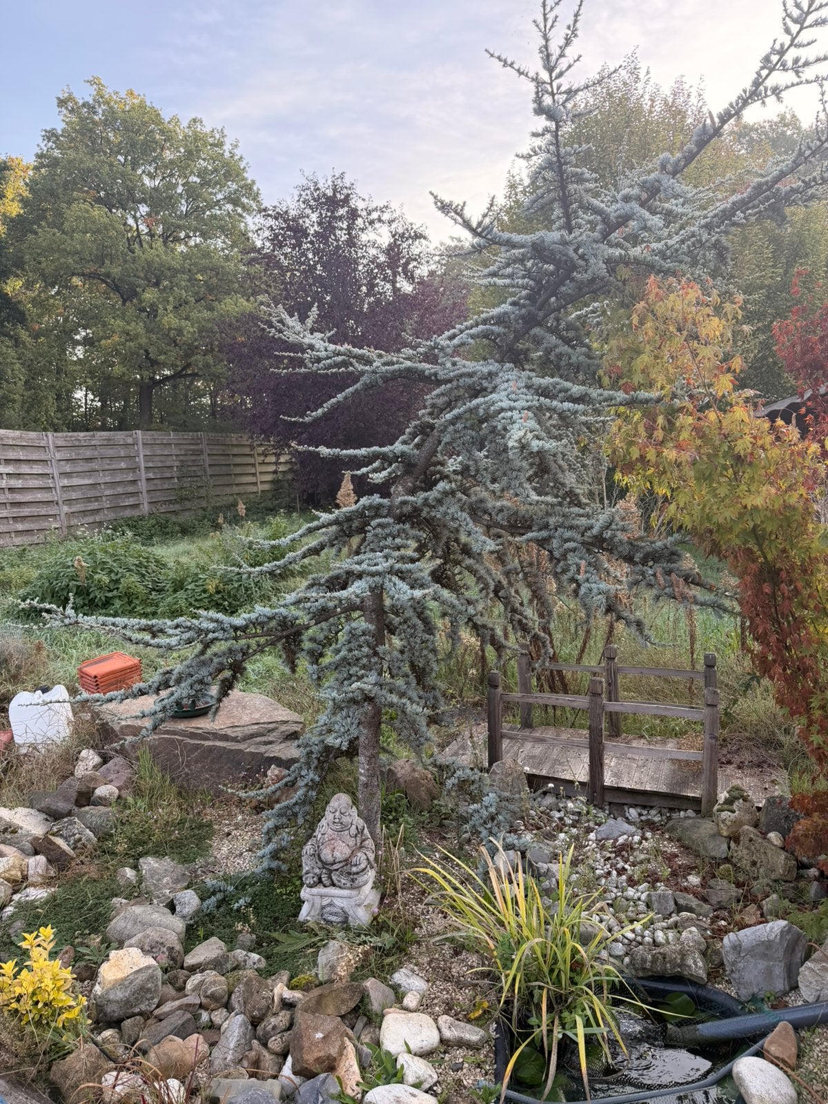 Blauwe ceder, Tuin en Terras, Ophalen, Volle zon, Overige soorten, 250 tot 400 cm