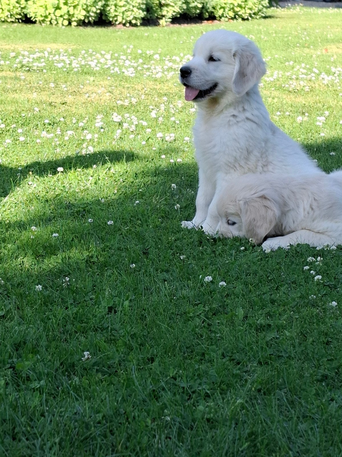 Chiots Golden Retrievers, Animaux & Accessoires, Chiens | Retrievers, Épagneuls & Chiens d'eau, Plusieurs animaux, Golden retriever