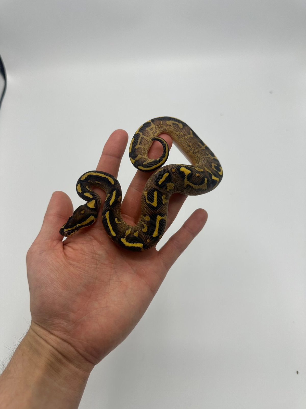 1.0 python regius - super gravel poss enchi poss h clownpied, Dieren en Toebehoren