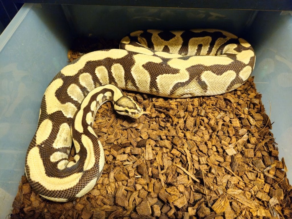 LAST MINUTE HOUTEN DEALS - Diverse koningspythons Ball Python photo 5
