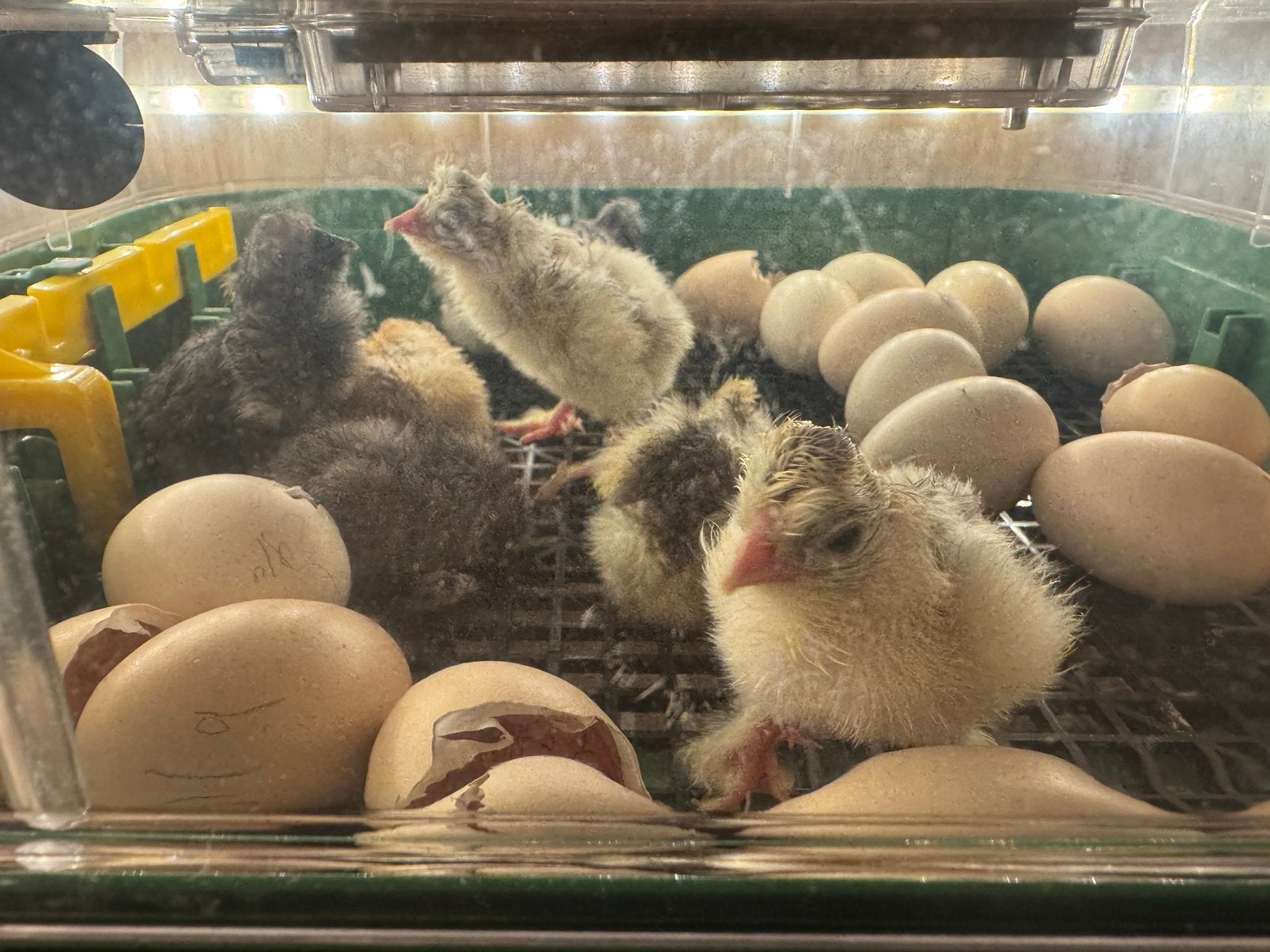 USA Zijdehoen  1dagkuikens, Dieren en Toebehoren, Geslacht onbekend, Kip