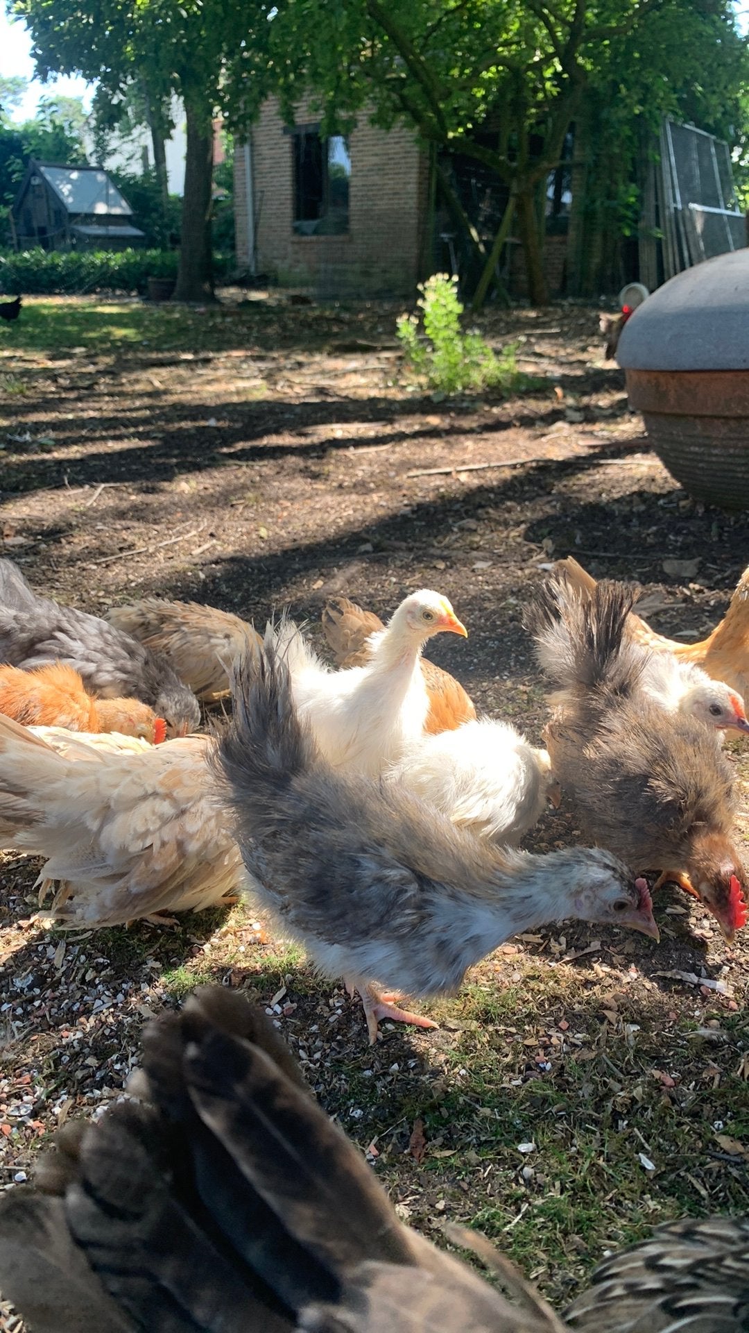 Poules Serala de race pure pendant 8 à 12 semaines, Animaux & Accessoires, Volatiles